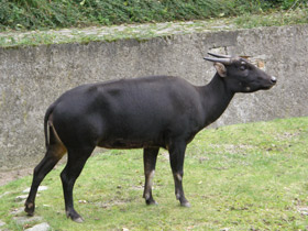 Фото Anoa de llanura