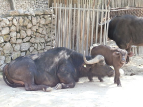 Фото Búfalo cafre