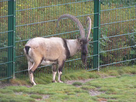 Фото Cretan goat, or kri-kri