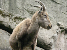 Фото Alpine ibex