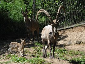 Фото Siberian ibex