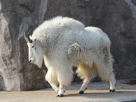 Фото Mountain goat