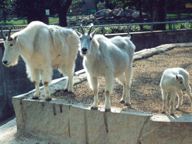 Фото Mountain goat