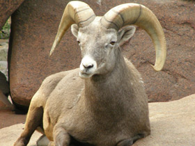 Фото Bighorn sheep