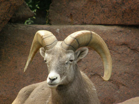 Фото Bighorn sheep
