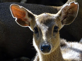 Фото Calamian deer