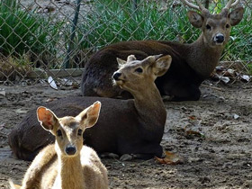 Фото Calamian deer