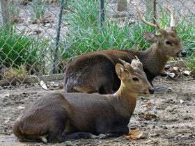 Фото Calamian deer