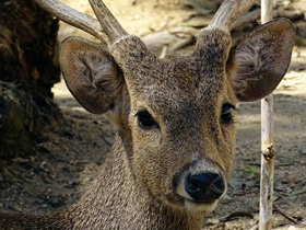 Фото Calamian deer