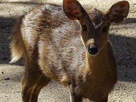 Фото Calamian deer