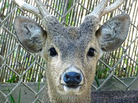 Фото Calamian deer