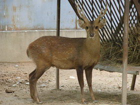 Фото Indian hog deer