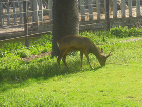 Фото European roe deer