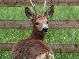 Фото European roe deer