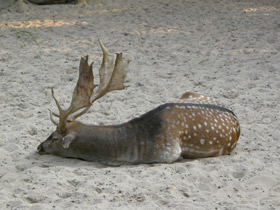 Фото Fallow deer