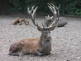 Фото Red deer