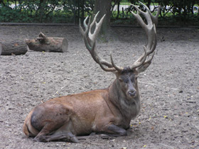 Фото Red deer