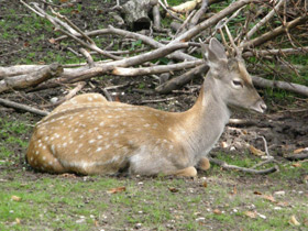 Фото Persian fallow deer