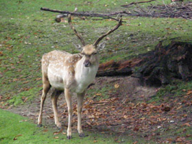 Фото Persian fallow deer