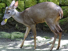 Фото Yucatan brown brocket