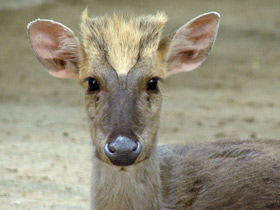 Фото Hairy-fronted muntjac