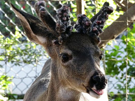 Фото Mule deer