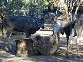 Фото Mule deer