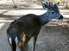 Фото Mule deer