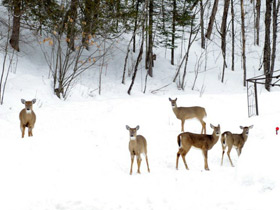 Фото White-tailed deer