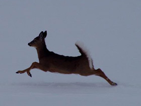 Фото White-tailed deer