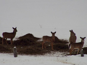 Фото White-tailed deer