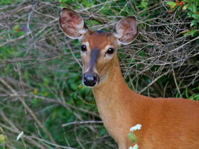 Фото White-tailed deer