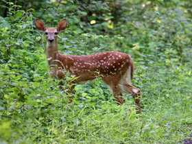 Фото White-tailed deer