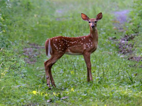 Фото White-tailed deer