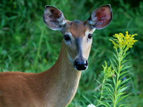 Фото White-tailed deer