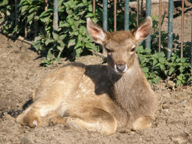 Фото White-lipped deer