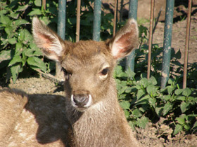Фото White-lipped deer