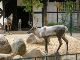 Фото Reindeer