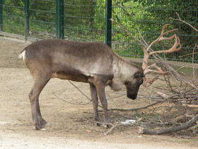 Фото Reindeer