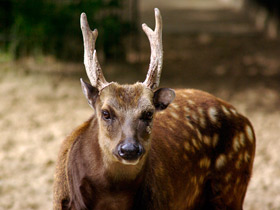 Фото Philippine spotted deer