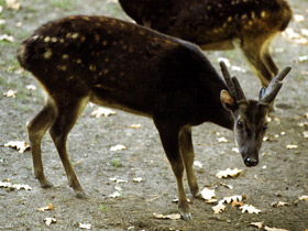 Фото Philippine spotted deer