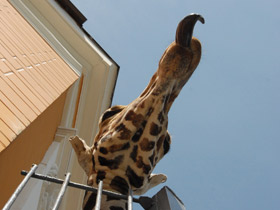Фото Giraffe