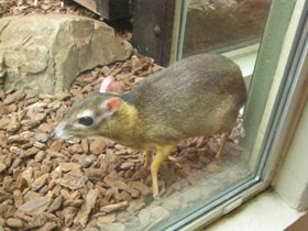 Фото Java mouse-deer