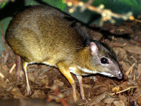 Фото Java mouse-deer