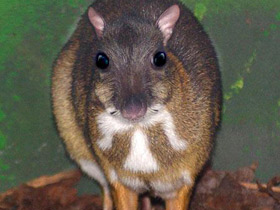 Фото Java mouse-deer