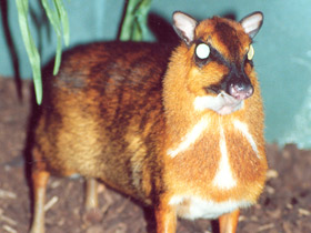 Фото Greater mouse-deer