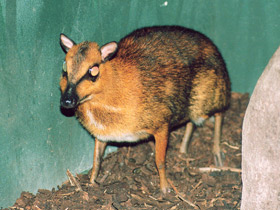 Фото Greater mouse-deer
