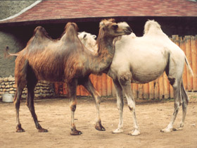 Фото Bactrian camel