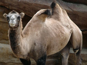 Фото Bactrian camel