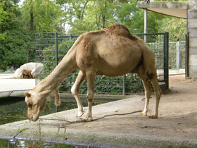 Фото Dromedary or Arabian camel
